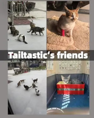 Portable cat fence with looped tunnel,2 connections to enclosed areas, ideal for outdoor cat tents or indoor enclosed cat fences