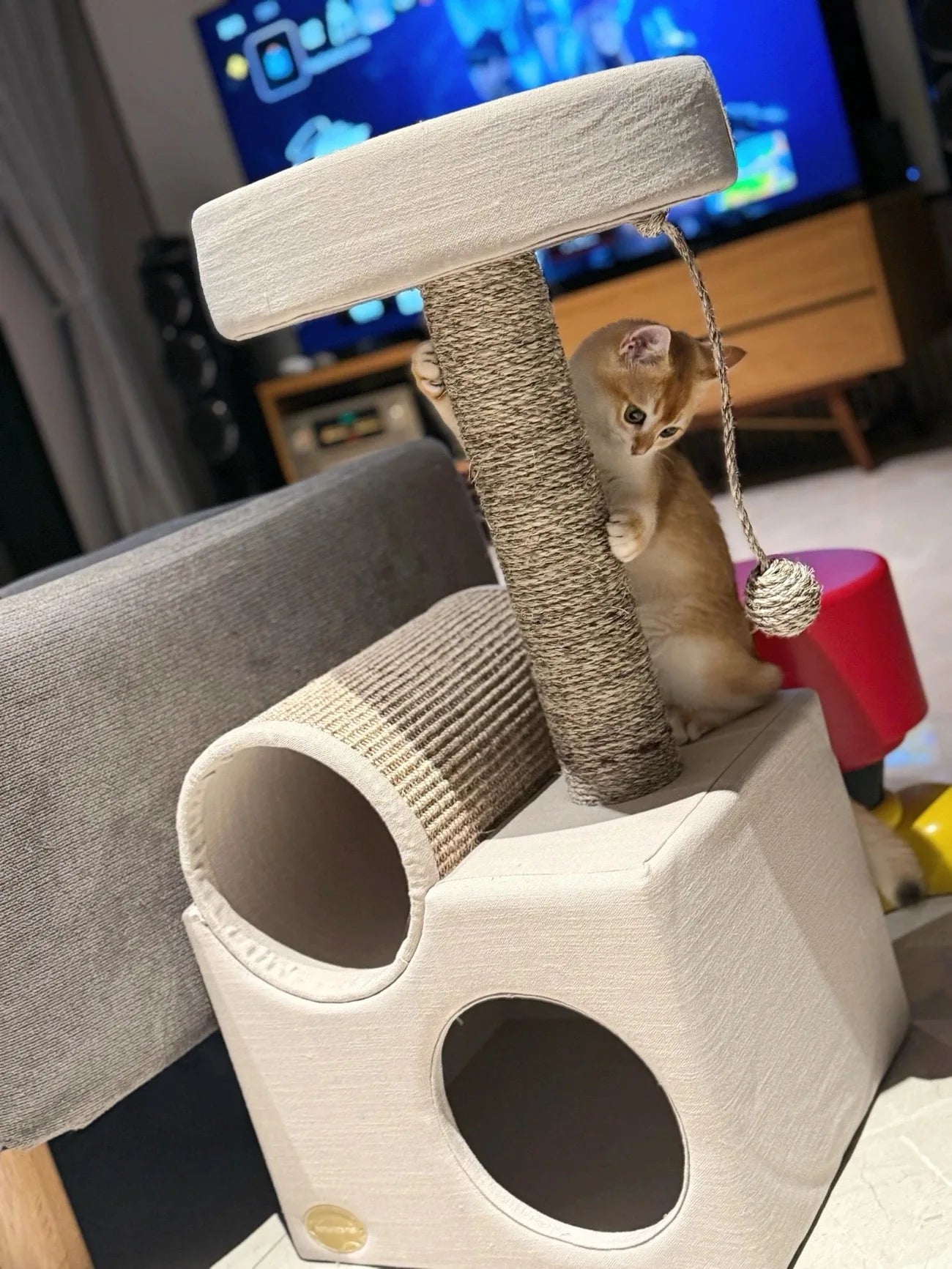 Tunnel Small Cat Climbing Frame Cat Tree Tower with Scratching Posts Condo House Pet Supplies